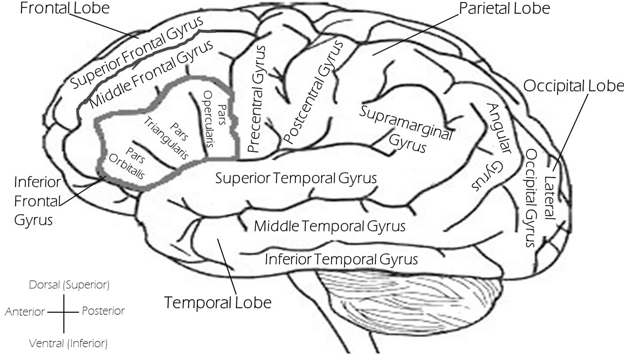 Neurowissenschaftler