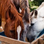 Futtermittelberater für Pferde